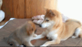 小短腿搞笑超萌可爱的小动物微信表情包