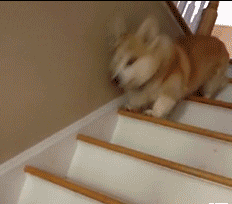 小短腿搞笑超萌可爱的小动物微信表情包