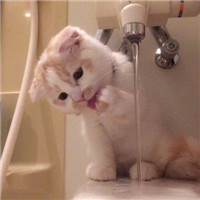 超可爱猫狗微信头像