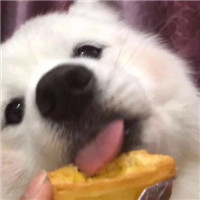 超可爱猫狗微信头像