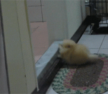 小短腿搞笑超萌可爱的小动物微信表情包