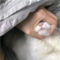 超可爱猫狗微信头像