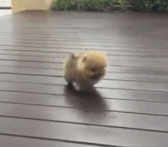 小短腿搞笑超萌可爱的小动物微信表情包