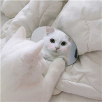 超可爱猫狗微信头像