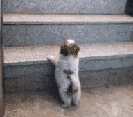 小短腿搞笑超萌可爱的小动物微信表情包