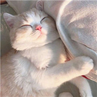 超可爱猫狗微信头像