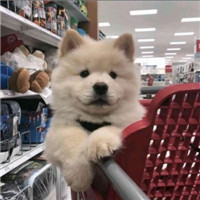 迷人可爱有趣呆萌喵星人微信头像