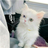 迷人可爱有趣呆萌喵星人微信头像