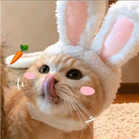 迷人可爱有趣呆萌喵星人微信头像