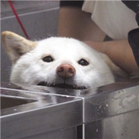 超可爱猫狗微信头像