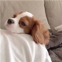 超可爱猫狗微信头像