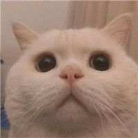 迷人可爱有趣呆萌喵星人微信头像