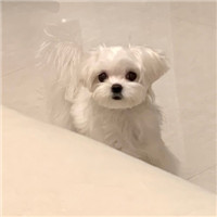 超可爱猫狗微信头像