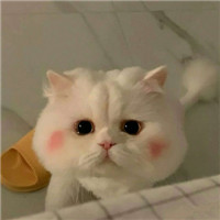 迷人可爱有趣呆萌喵星人微信头像