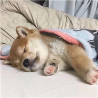 超可爱猫狗微信头像