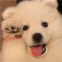 超可爱猫狗微信头像