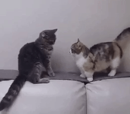 小短腿搞笑超萌可爱的小动物微信表情包