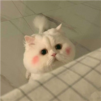 迷人可爱有趣呆萌喵星人微信头像