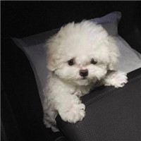 超可爱猫狗微信头像