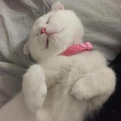 萌宠一对情侣微信头像