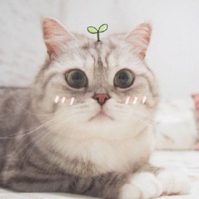 萌宠一对情侣微信头像