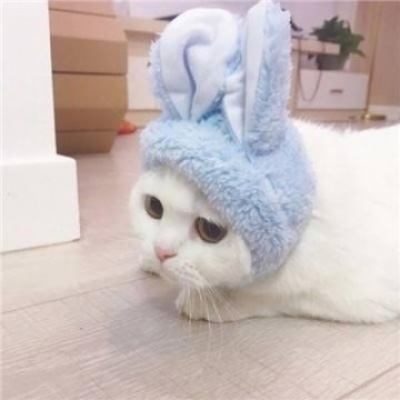 萌宠一对情侣微信头像