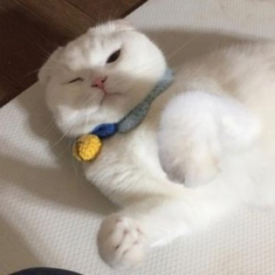 萌宠一对情侣微信头像