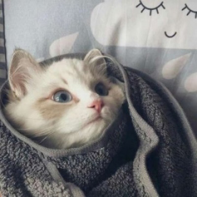 萌宠一对情侣微信头像