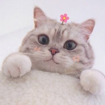 萌宠一对情侣微信头像