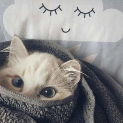 萌宠一对情侣微信头像