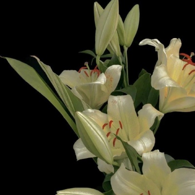 十一月用的好看微信头像