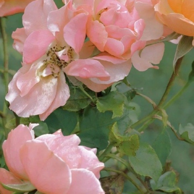 十一月用的好看微信头像