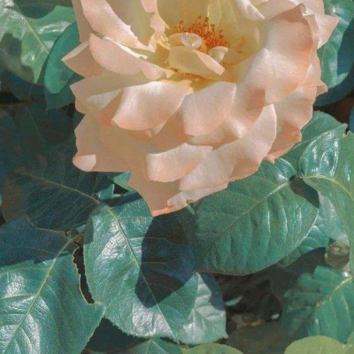 十一月用的好看微信头像