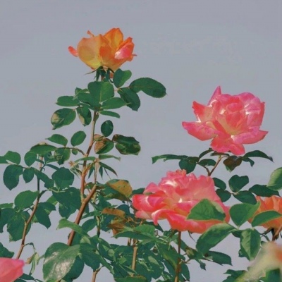 十一月用的好看微信头像