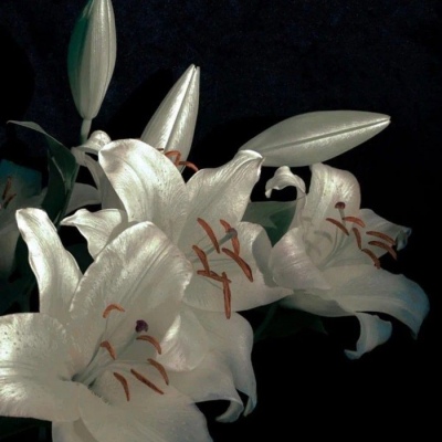 十一月用的好看微信头像