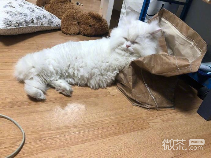每天早上的状态微信表情包