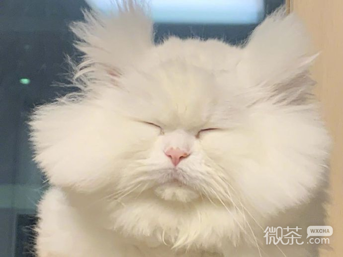 每天早上的状态微信表情包