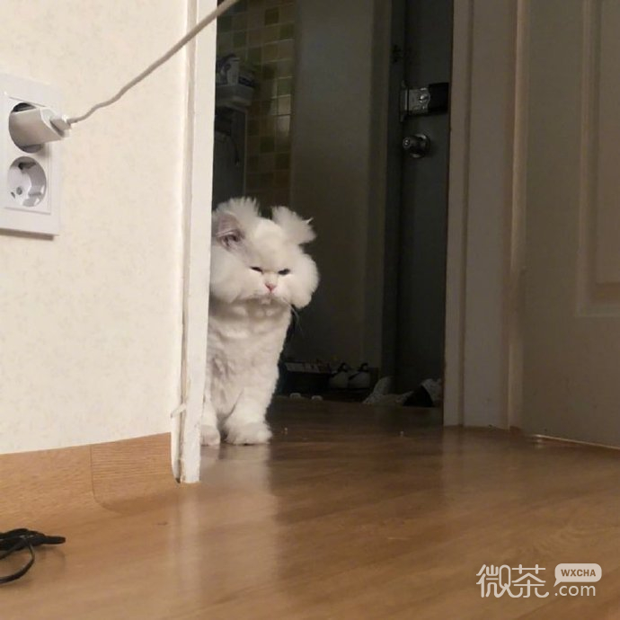 每天早上的状态微信表情包