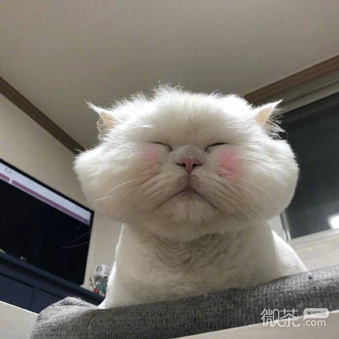 每天早上的状态微信表情包