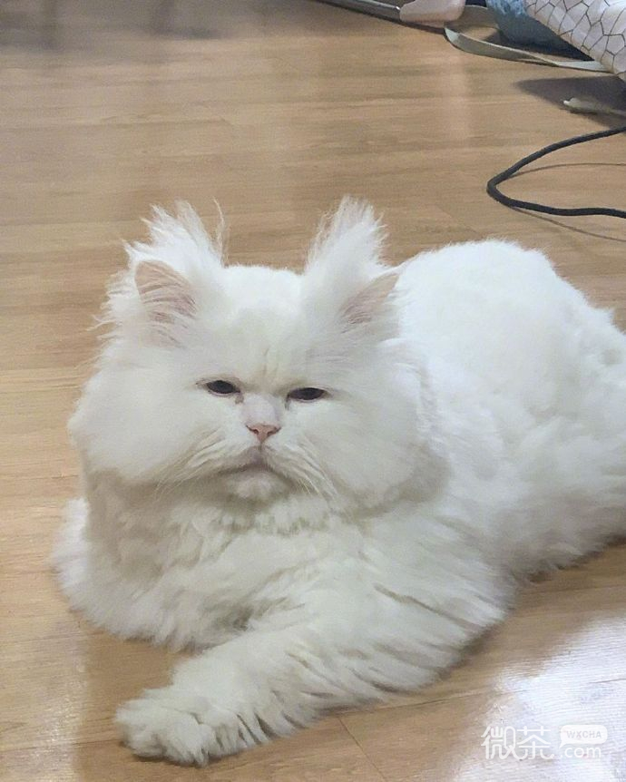 每天早上的状态微信表情包