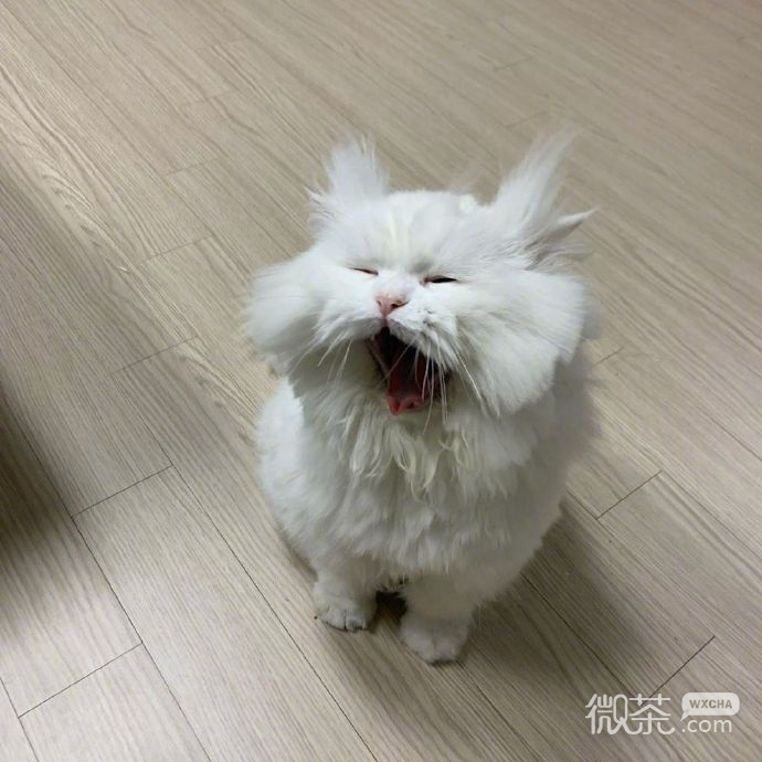 每天早上的状态微信表情包