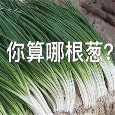 搞笑聊天沙雕微信表情包