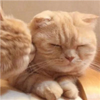 超萌可爱甜蜜猫咪情侣微信头像