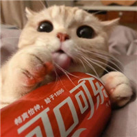 超萌可爱甜蜜猫咪情侣微信头像