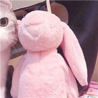 超萌可爱甜蜜猫咪情侣微信头像