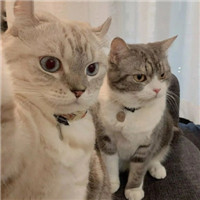 超萌可爱甜蜜猫咪情侣微信头像