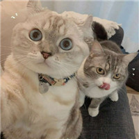 超萌可爱甜蜜猫咪情侣微信头像