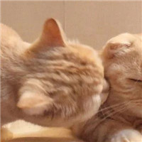 超萌可爱甜蜜猫咪情侣微信头像