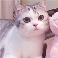 超萌可爱甜蜜猫咪情侣微信头像