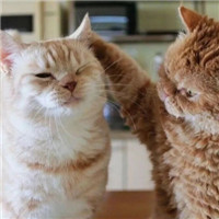 超萌可爱甜蜜猫咪情侣微信头像